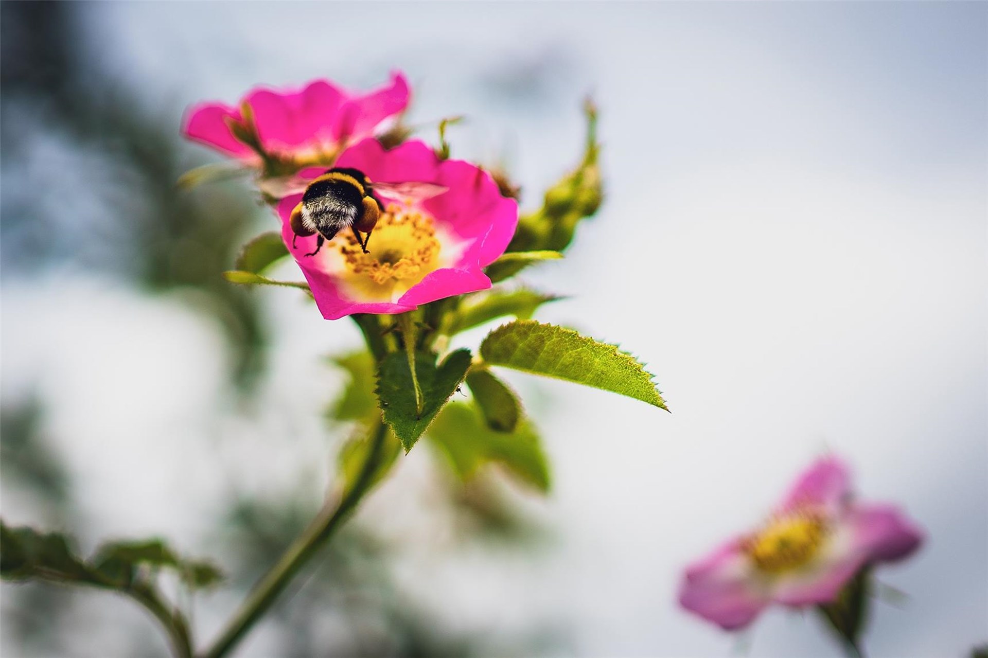 Eine Hummel sitzt auf einer leuchtend pinken Blüte und sammelt Nektar. Die Blume steht im Fokus, während der Hintergrund weich verschwommen ist.