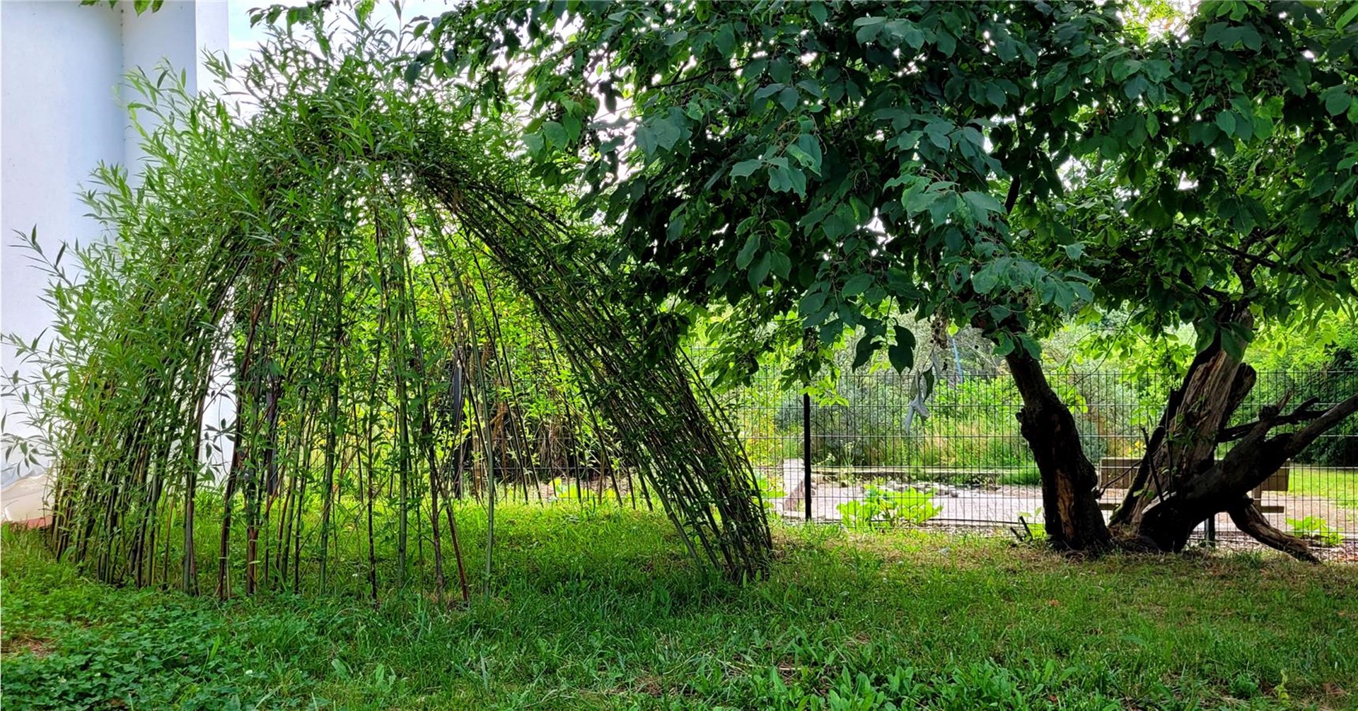 Auf dem Bild ist ein selbstgebautes Weidenhaus neben einem Baum auf einer grünen Rasenfläche zu sehen.

